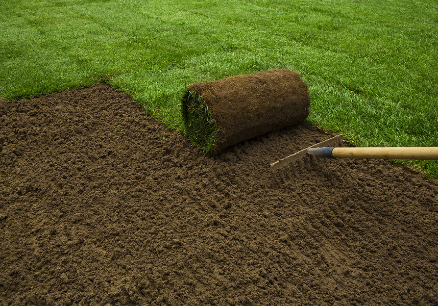 Gardener applying turf rolls in the backyard