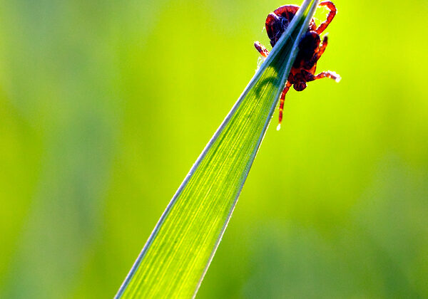 Tick On Grass